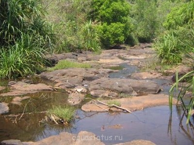 Фото Гигрофила перистонадрезанная, Гигрофила пиннацифида Hygrophila pinnatifida  (photo#34236)