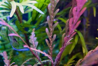 Фото Гигрофила перистонадрезанная, Гигрофила пиннацифида Hygrophila pinnatifida  (photo#34238)