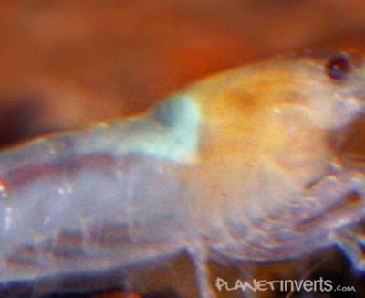 Белая пчела (White Bee Shrimp, Caridina cantonensis sp. "White Bee")