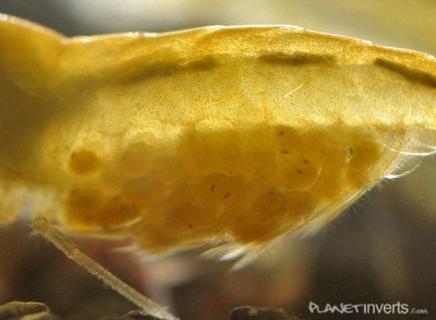 Желтая креветка (Neocaridina heteropoda var "yellow", Yellow Shrimp)