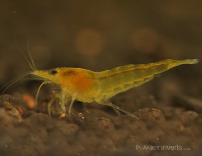 Желтая креветка (Neocaridina heteropoda var "yellow", Yellow Shrimp)