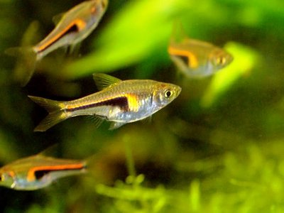 Фото Расбора Хенгеля Rasbora hengeli  (photo#34550)