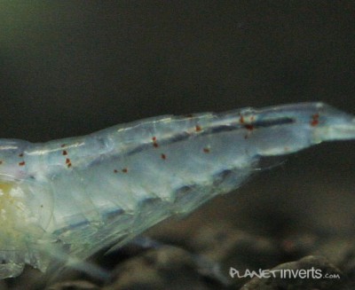 Синяя жемчужина (Blue Pearl Shrimp, Neocaridina cf. zhangjiajiensis var. blue)