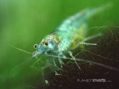 Синяя жемчужина (Blue Pearl Shrimp, Neocaridina cf. zhangjiajiensis var. blue)