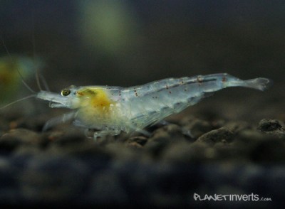 Синяя жемчужина (Blue Pearl Shrimp, Neocaridina cf. zhangjiajiensis var. blue)