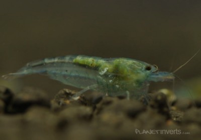 Синяя жемчужина (Blue Pearl Shrimp, Neocaridina cf. zhangjiajiensis var. blue)