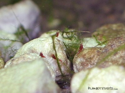 Фото Креветка кардинал, сулавесская креветка Caridina sp Cardinal  (photo#3473)