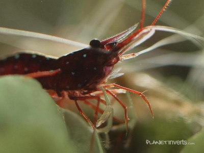 Фото Креветка кардинал, сулавесская креветка Caridina sp Cardinal  (photo#3474)