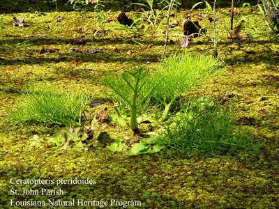 Цератоптерис крыловидный, "водяная капуста" (Ceratopteris pteridoides)