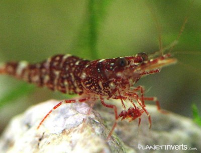 Фото Креветка Brown Camo Brown Camo Shrimp, Caridina sp Brown Camo  (photo#3481)