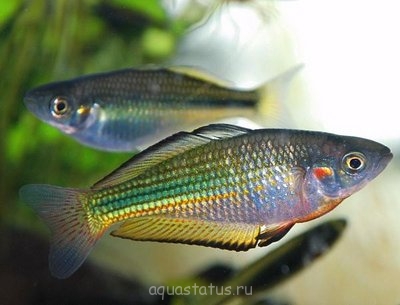 Фото Меланотения речная Melanotaenia fluviatilis  (photo#34825)