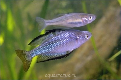 Фото Меланотения речная Melanotaenia fluviatilis  (photo#34827)