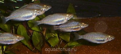 Фото Меланотения речная Melanotaenia fluviatilis  (photo#34828)