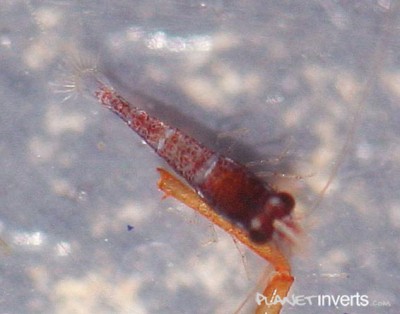 Креветка Red Goldflake (Red Goldflake Shrimp, Caridina sp. "Red Goldflake")