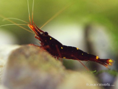 Креветка Red Goldflake (Red Goldflake Shrimp, Caridina sp. "Red Goldflake")