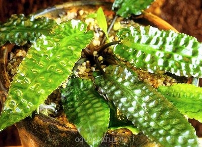 Фото Криптокорина Гудоро Cryptocoryne hudoroi  (photo#34916)