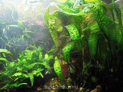 Фото Криптокорина Гудоро Cryptocoryne hudoroi  (photo#34917)