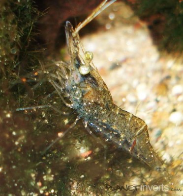 Стеклянная креветка (Palaemonetes paludosus, Ghost Shrimp, Glass Shrimp)