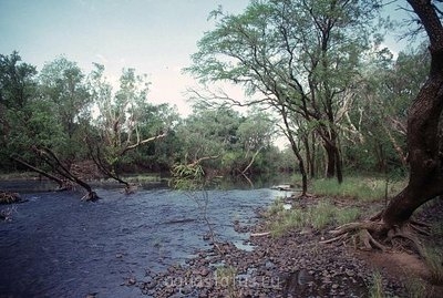 Фото Радужница стройная Melanotaenia gracilis  (photo#34948)