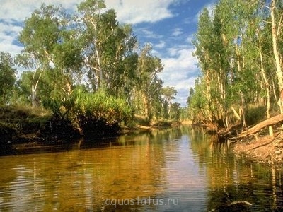 Фото Радужница стройная Melanotaenia gracilis  (photo#34949)