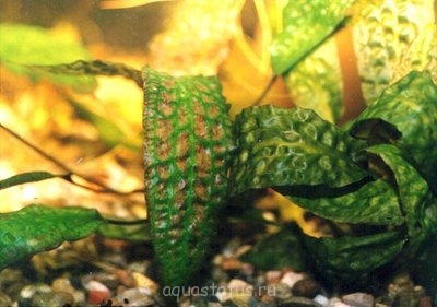 Фото Криптокорина Ки Cryptocoryne Keei  (photo#34956)