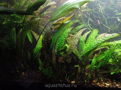 Фото Криптокорина Ки Cryptocoryne Keei  (photo#34957)