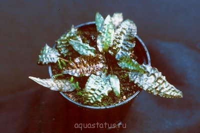 Фото Криптокорина Ки Cryptocoryne Keei  (photo#34958)