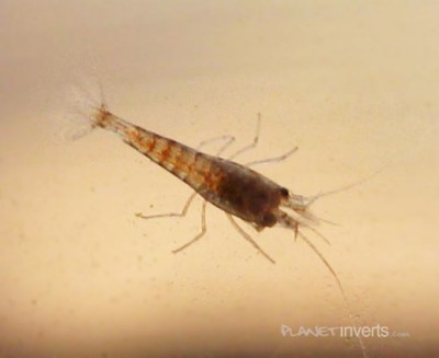 Фото Креветка Малайя Malaya Shrimp, Caridina sp. Malaya  (photo#3496)