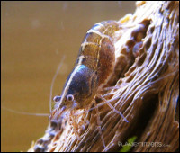 Фото Креветка Малайя Malaya Shrimp, Caridina sp. Malaya  (photo#3497)