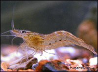 Фото Креветка Малайя Malaya Shrimp, Caridina sp. Malaya  (photo#3498)