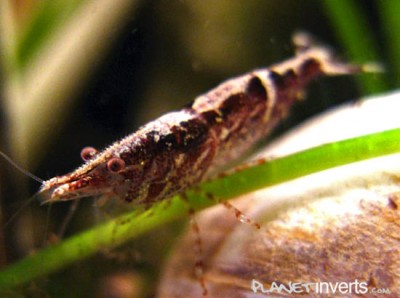 Фото Креветка Малайя Malaya Shrimp, Caridina sp. Malaya  (photo#3499)