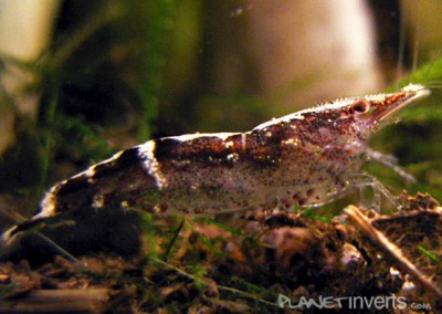 Фото Креветка Малайя Malaya Shrimp, Caridina sp. Malaya  (photo#3500)