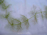 Фото Пузырчатка обыкновенная Utricularia vulgaris  (photo#35039)