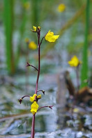 Фото Пузырчатка обыкновенная Utricularia vulgaris  (photo#35040)