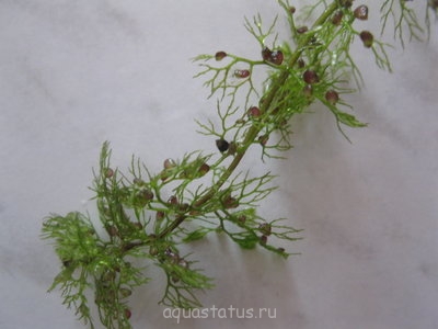 Пузырчатка обыкновенная (Utricularia vulgaris)