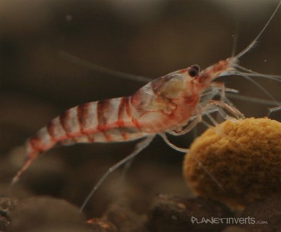 Креветка пурпурная зебра (Purple Zebra Shrimp, Potamalpheops sp.)