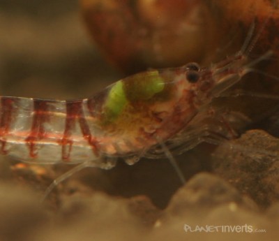 Фото Креветка пурпурная зебра Purple Zebra Shrimp, Potamalpheops sp.  (photo#3507)