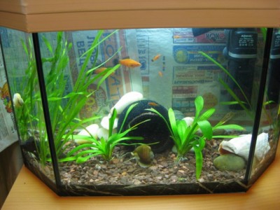 Мой аквариум 25 литров Tankoff  - IMG_1114 [640x480].jpg
