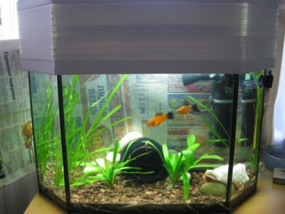 Мой аквариум 25 литров Tankoff  - IMG_1128 [640x480].jpg