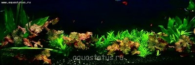 Мой новый и долгожданный аквариум 280 литров Smelov  - 22022013231.jpg