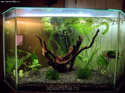 Угловой аквариум 40 литров (kirieshka)