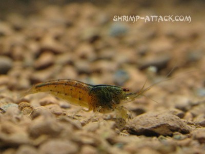 Фото Креветка Red Tupfel Caridina serrata sp. Red Tupfel  (photo#3552)