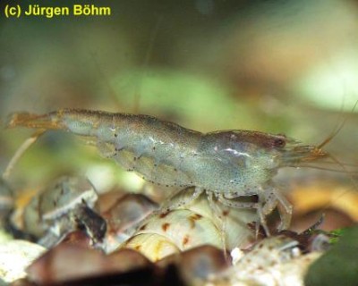 Фото Неокардина Мини Японика Neocaridina sp. Mini-Japonica  (photo#3555)