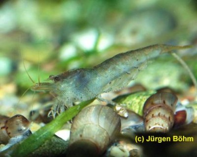 Фото Неокардина Мини Японика Neocaridina sp. Mini-Japonica  (photo#3556)