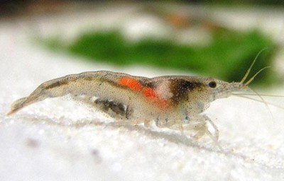 Фото Неокардина палмата Neocaridina Palmata, , Necaridina Palmata var. Nectarine  (photo#3558)