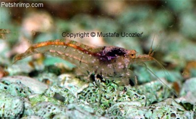 Фото Синяя неокардина, голубая креветка Neocaridina sp Blue , blue shrimp  (photo#3561)