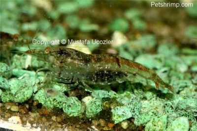 Фото Синяя неокардина, голубая креветка Neocaridina sp Blue , blue shrimp  (photo#3562)