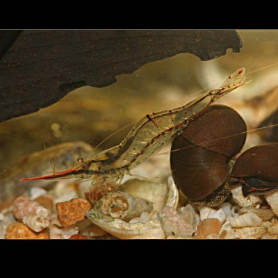 Фото Красноносая креветка Caridina gracilirostris, Redfronted Shrimp, Arrow Shrimp  (photo#3565)