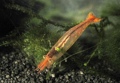 Фото Креветка Caridina Brevicarpalis Brevicarpalis (photo#3571)