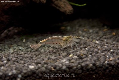 Фото Мой первый аквариум 100 литров Leonchic  (photo#35734)